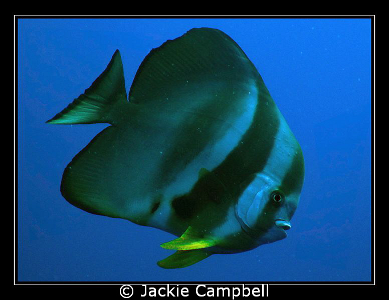 Batfish portrait......
Canon Ixus 980 and inon fisheye l... by Jackie Campbell 