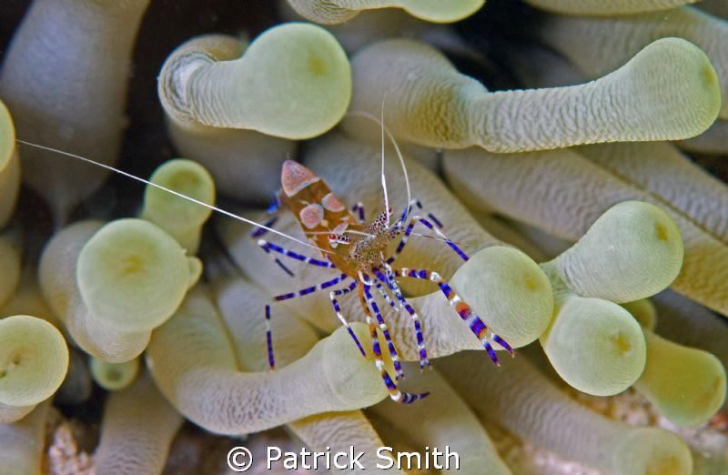 A spotted cleaner shrimp on an anemone .Bonaire NA by Patrick Smith 