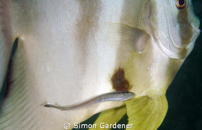 portrait of a spadfish (platax orbicularis ) shot with Ni... by Simon Gardener 