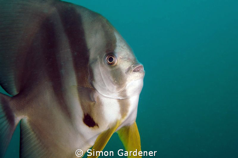 portrait of a spadfish (platax orbicularis ) shot with Ni... by Simon Gardener 