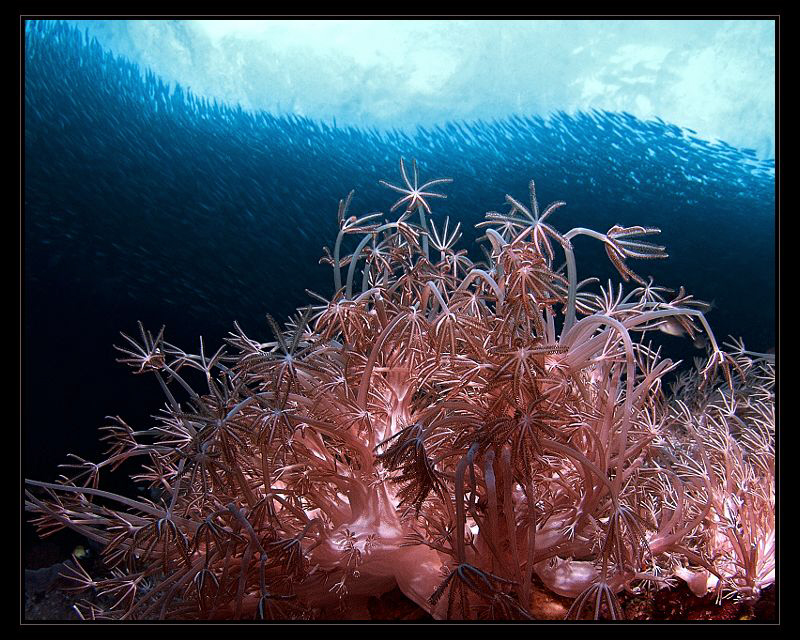 "Octocorals and Sardines"

seen at the wonderful Pescad... by Henry Jager 