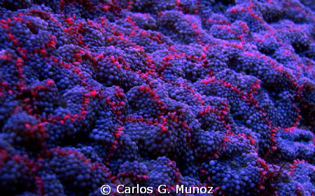 Alien Anemone.
A fast color edition to an Anemone photo ... by Carlos G. Munoz 