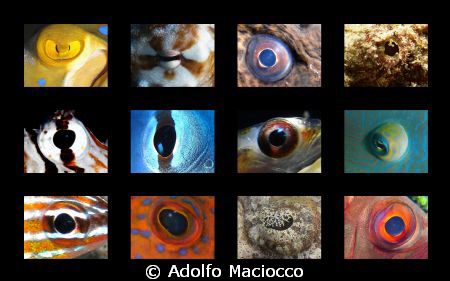 Fish Eyes by Adolfo Maciocco 