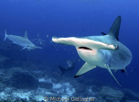 Hammerheads lining up for a closer look at all the divers... by Michael Gallagher 