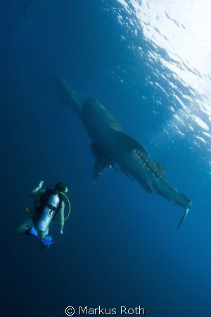 2 Whalesharks and 1 Diver
shot with Canon 1 D Mark II N ... by Markus Roth 
