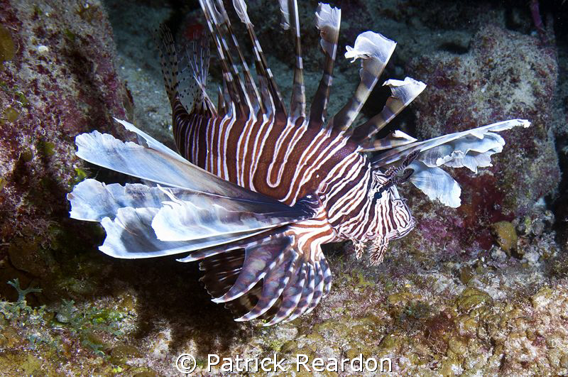 Lionfish, Grand Cayman.  Unfortunately, very healthy spec... by Patrick Reardon 