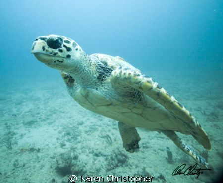 "Stealth"
Loggerhead turtle showing good form! by Karen Christopher 