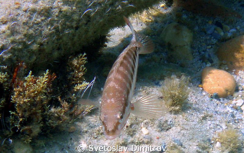 Guarding fish. Common in the Aegean Sea by Svetoslav Dimitrov 