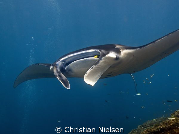 Friendly manta ray on Manta Point, Nusa Penida today. One... by Christian Nielsen 