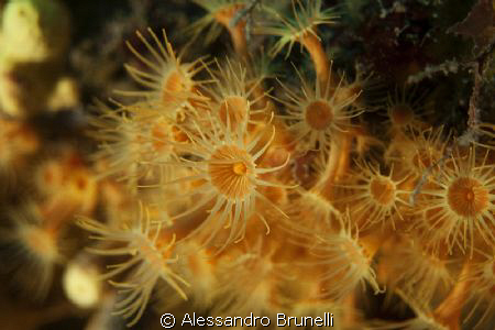 Parazoanthus axinelle fotografati all'isola Gallinara by Alessandro Brunelli 