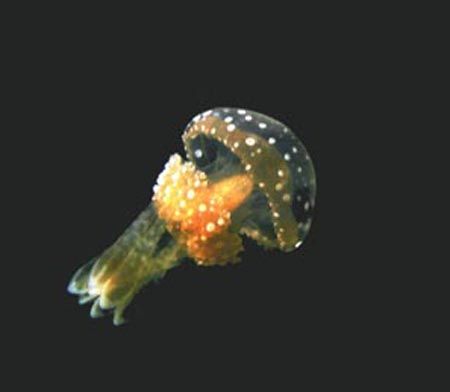 Jellyfish - Palau by Dale Treadway 
