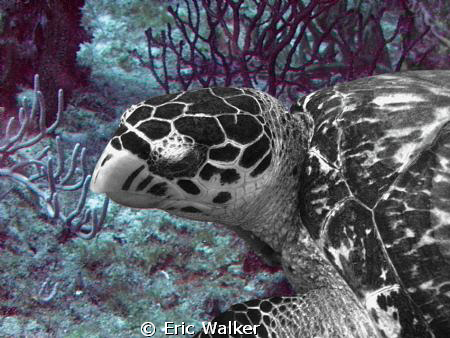 Turtle by Eric Walker 