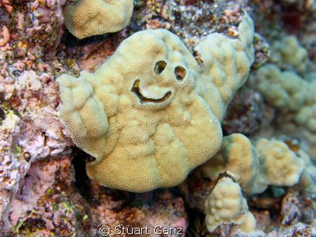 "CASPER" The friendly coral. by Stuart Ganz 