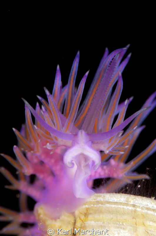 Flabellina portrait. 105mm with +2 diopter by Karl Marchant 