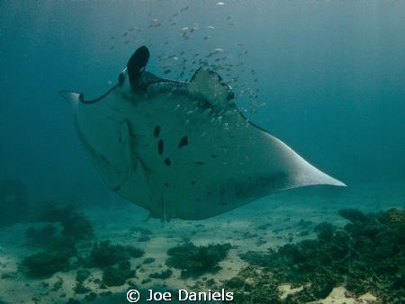 Another one of Coral Bay's majestic Manta's by Joe Daniels 