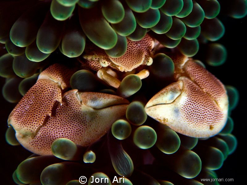 Porcelain Crab.
Olympus E-420 With Ikelite Housing + 1 D... by Jorn Ari 