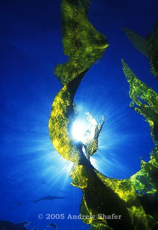 kelp blade
looking up towards sun, using natual light. by Andrew Shafer 