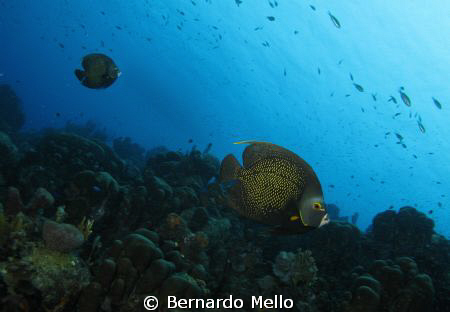 In the pristine waters of Bonaire, a couple courting !! by Bernardo Mello 