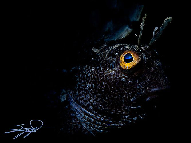 Snooted Blenny by Nicholas Samaras 