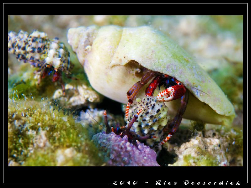 Not easy to be a hermit-crab :-) Those buddies here had s... by Rico Besserdich 