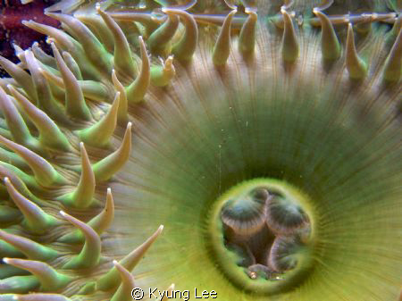 Anemone in tidal pools at Yaquina Head, near Newport, OR,... by Kyung Lee 