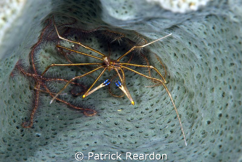 An arrow crab and his roomies, the brittle stars, living ... by Patrick Reardon 