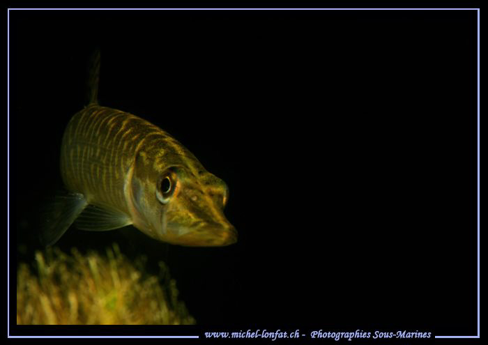 Little Pike Fish on the Hunt... Que du bonheur... :O)... by Michel Lonfat 