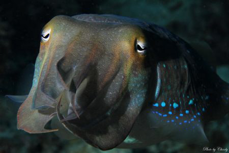 Very friendly cuttlefish posed in front  of my camera for... by Charly Kotnik 