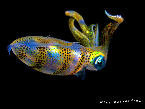 Baby Squid ( around 4 cm. ) . Nightdive shot from 2009. C... by Rico Besserdich 