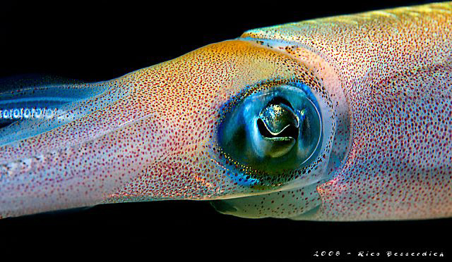 Squid. It was an 60 min "photo session" with this squid. ... by Rico Besserdich 