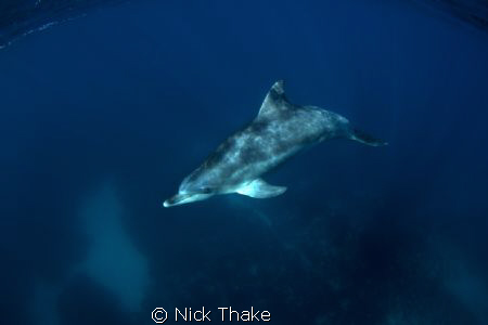 Curious dolphin by Nick Thake 