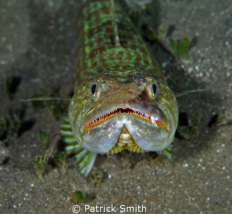 A friendly Lizard Fish on the house reef at The Castle Co... by Patrick Smith 