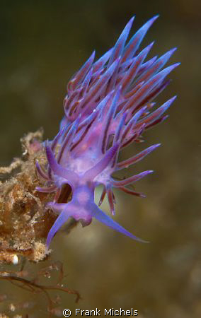 The Beauty

Flabellina Pedata by Frank Michels 