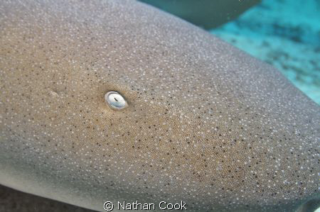 This Nurse Shark put his head right into my lens before I... by Nathan Cook 