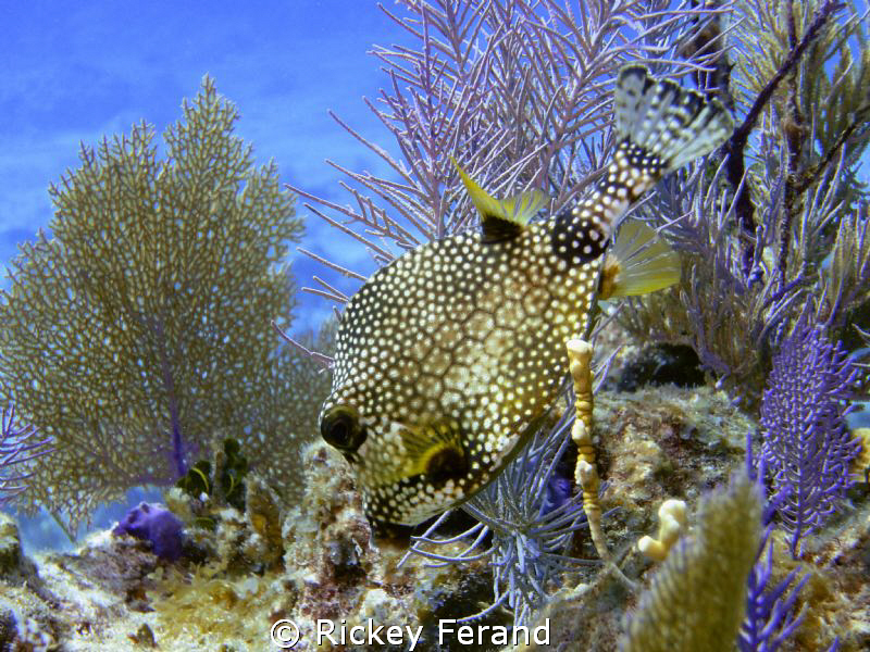 Lunch Time at the aquarium - Elbow Reef Key Largo, FL by Rickey Ferand 