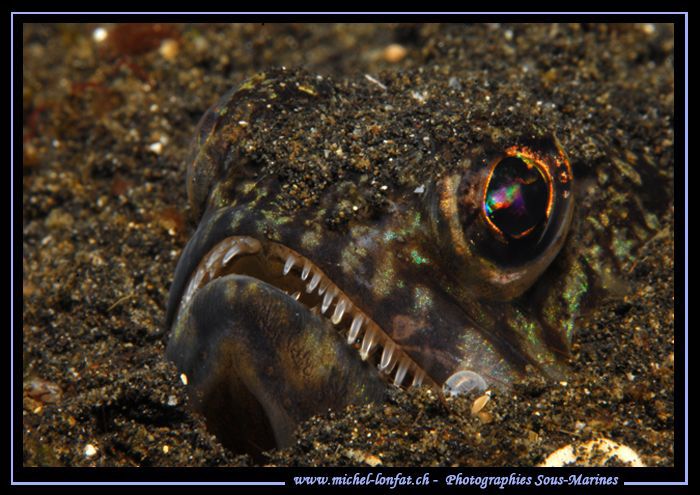 Little Lezard Fish hidding in the sand of Lembeh Strait..... by Michel Lonfat 