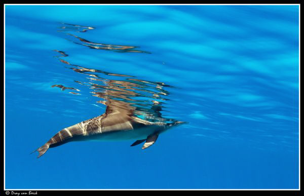 Spinner dolphin. by Dray Van Beeck 