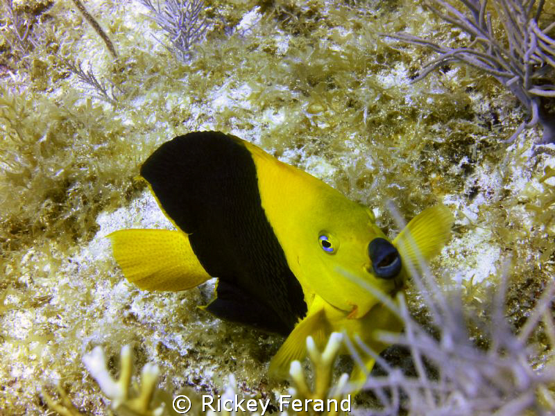 Rock Beauty - French Reef, Sandy Bottom Caves, Key Largo, FL by Rickey Ferand 
