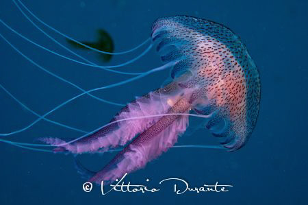 Jellyfish Pelagia noctiluca by Vittorio Durante 