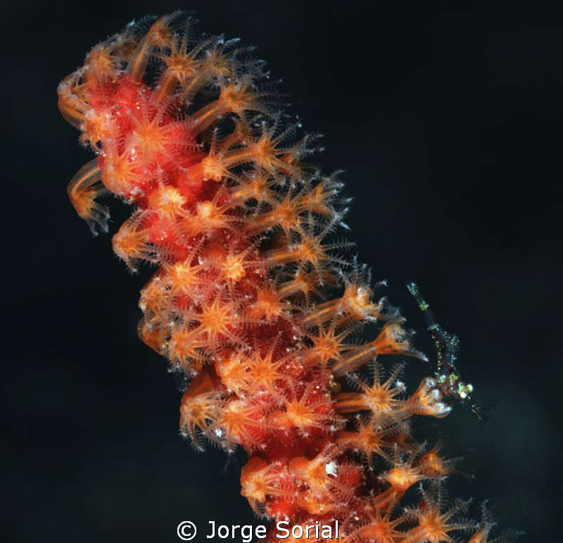 Shrimp in a scarlet sea fan by Jorge Sorial 
