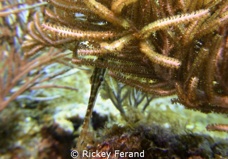 Peek-a-boo - trumpetfish - French Reef, Key Largo, FL by Rickey Ferand 