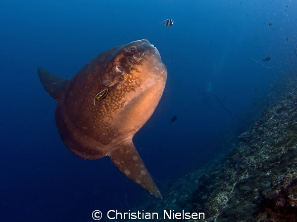 Mola mola in Crystal Bay, Nusa Penida today. Great experi... by Christian Nielsen 