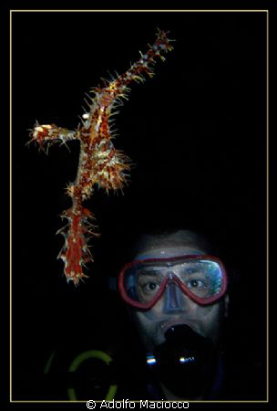 Ornate Ghost Pipefish & Diver 
Ras Zaa'tar by Adolfo Maciocco 