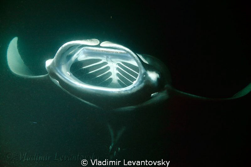 Manta ray during night time feeding in plankton-reach wat... by Vladimir Levantovsky 