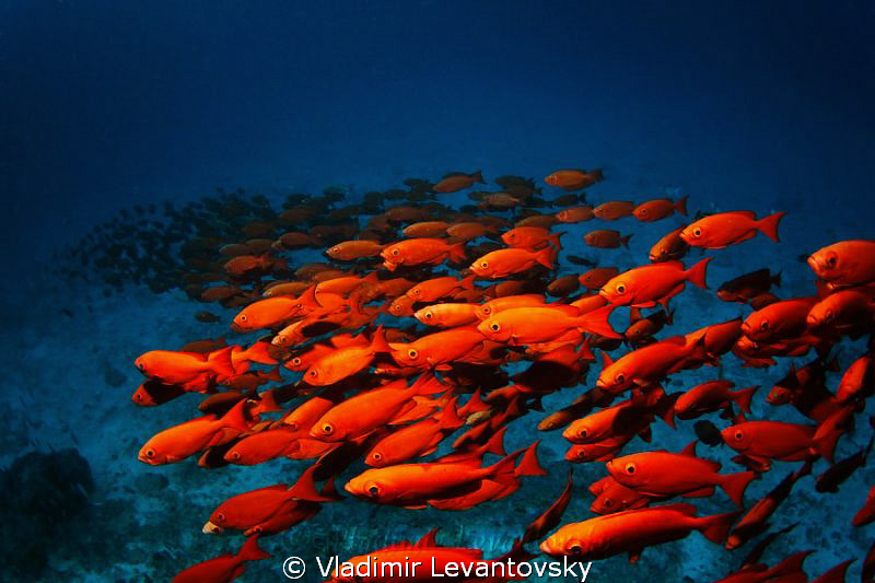 Red snappers' band - a shoal of red snappers stretched in... by Vladimir Levantovsky 