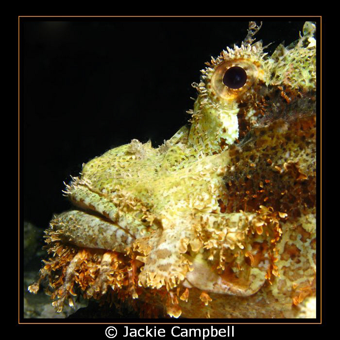 Scorpion fish taken on a night dive on the Barge in the R... by Jackie Campbell 