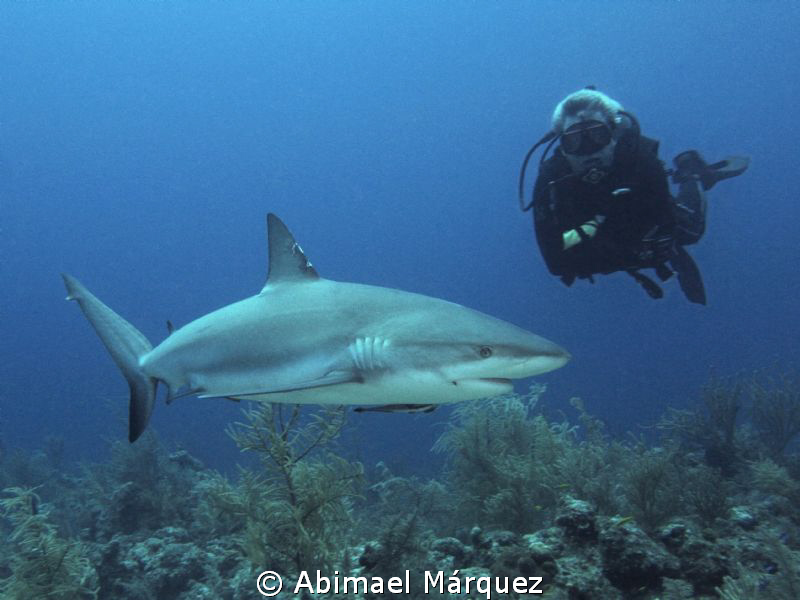 Evelio and the caribbean reef shark by Abimael Márquez 
