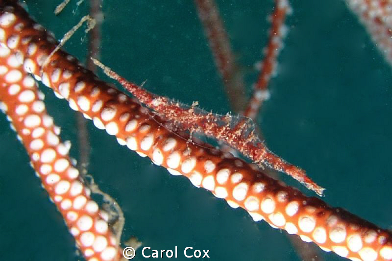 Sawtooth Arrow Shrimp (Tozeuma serratum).  I collected on... by Carol Cox 