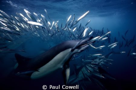 This shot was taken during this years annual sardine migr... by Paul Cowell 