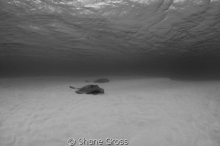 Whiptail rays in Bahamas lagoon by Shane Gross 